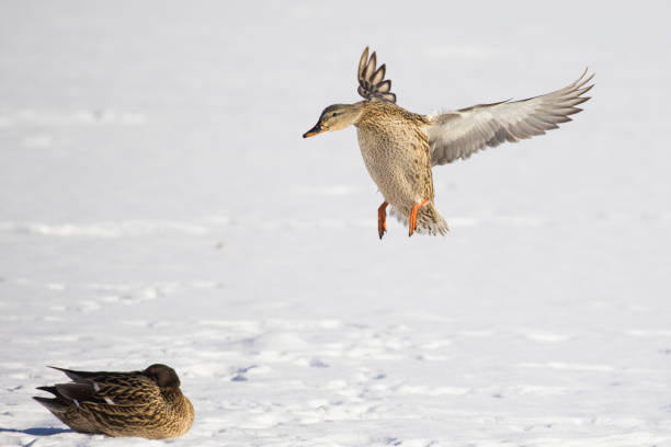 istock mallard flying in Canadian winter 1365494689