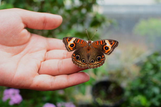 istock Beautiful Butterfly perches on a hand 1365494729
