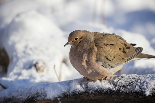 mourning dove (Zenaida macroura) in winter