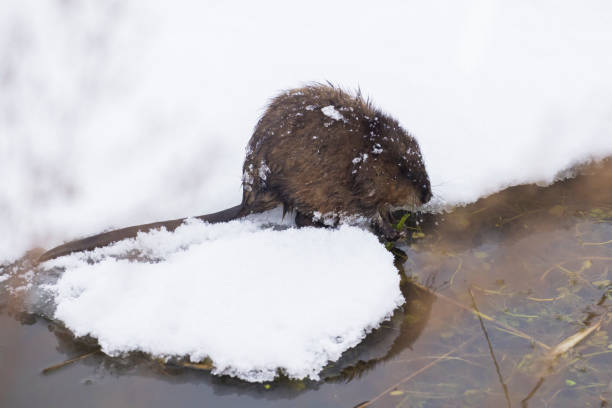 istock The muskrat  in winter 1365495958
