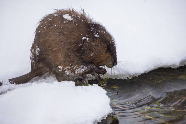 istock The muskrat  in winter 1365495959
