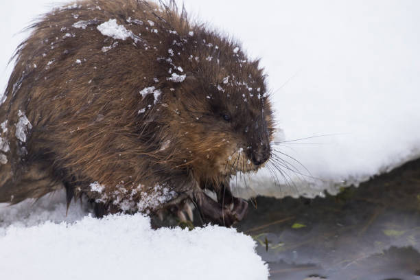 The muskrat  in winter