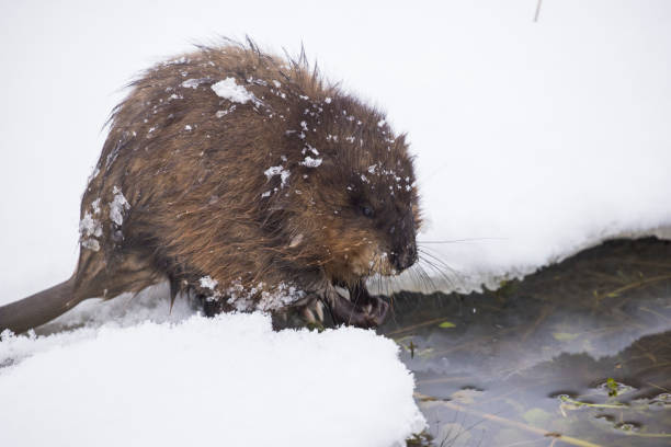 istock The muskrat  in winter 1365495990