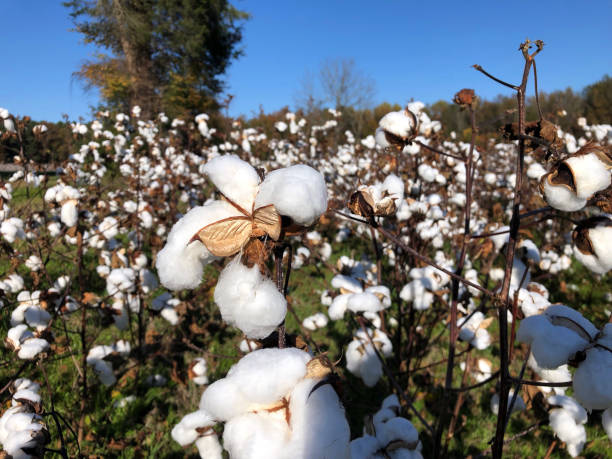istock Cotton Plant in Field Close Up 1365497097