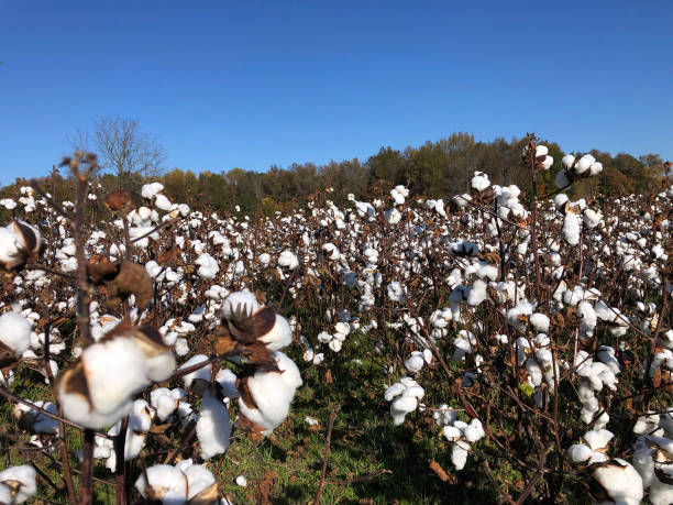 Cotton Plants in Field stock photo