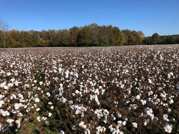 Vast field of cotton plants. Photographed in American South. A field in North Carolina.