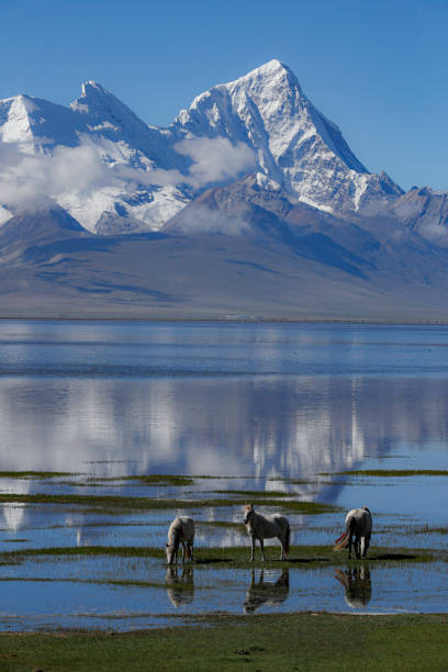 竹木ラジ山 - glacier himalayas frozen lake ストックフォトと画像