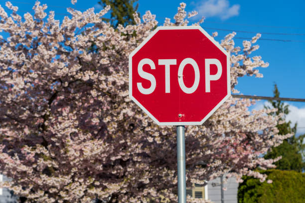 stoppschild mit kirschblütenhintergrund. - stoppschild stock-fotos und bilder