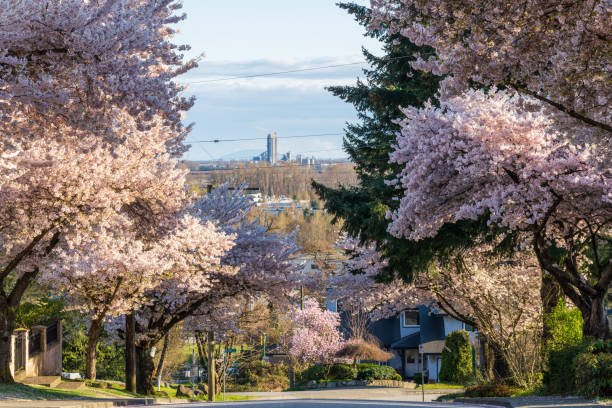 obszar mieszkalny rząd drzew kwitnących wiśni w pięknym pełnym rozkwicie na wiosnę. - town of blossom zdjęcia i obrazy z banku zdjęć