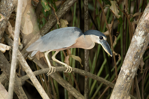 Name: Boat-billed Heron, Boatbill\nScientific name: Cochlearius cochlearius\nCountry: Costa Rica\nLocation: Tortuguero National Park