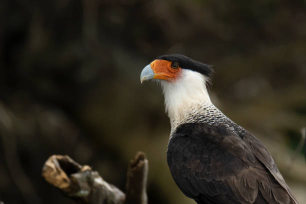 Crested caracara English name: Crested caracara
Scientific name: Caracara plancus

Country: Costa Rica
Location: Corcovado National Park crested caracara stock pictures, royalty-free photos & images