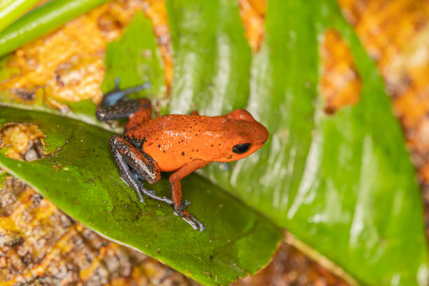 istock Strawberry Poison-dart Frog 1365505696