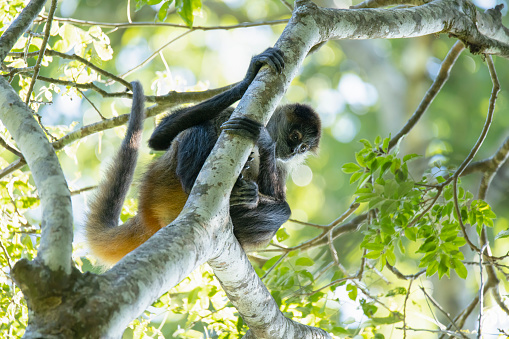 Names: Geoffroy's spider monkey, black-handed spider monkey\nScientific name: Ateles geoffroyi\nCountry: Costa Rica\nLocation: Caño Negro