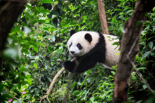 Panda cub reaching a tree branch