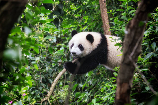 giant panda (ailuropoda melanoleuca) - melanoleuca zdjęcia i obrazy z banku zdjęć