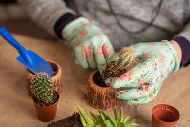 istock A woman breeds cacti and transplants them into new 1365510311