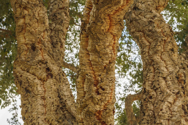 Bark of cork oak (Quercus suber) tree. Luogosanto. Province of Sassari. Sardinia. Italy.
