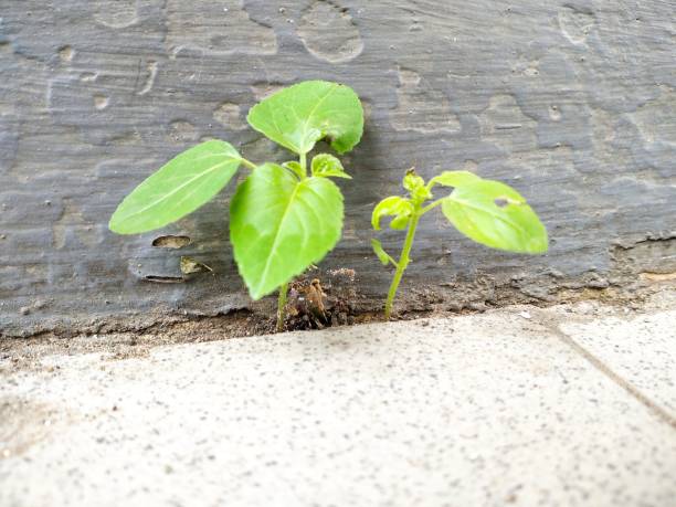 istock Green leaves, nature 1365510379