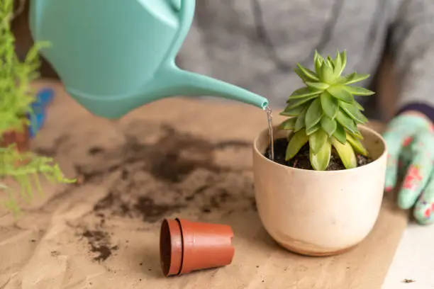 female hands in gloves hold a blue watering can and water a newly transplanted succulent.