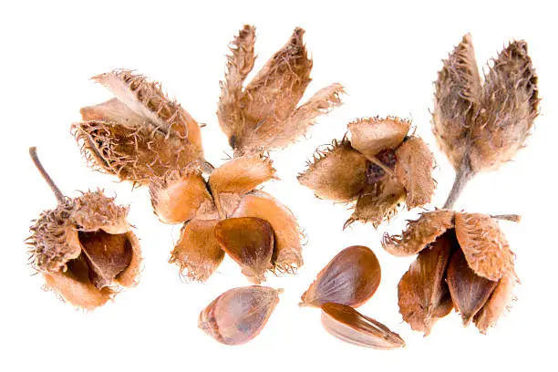 beech nuts on white background