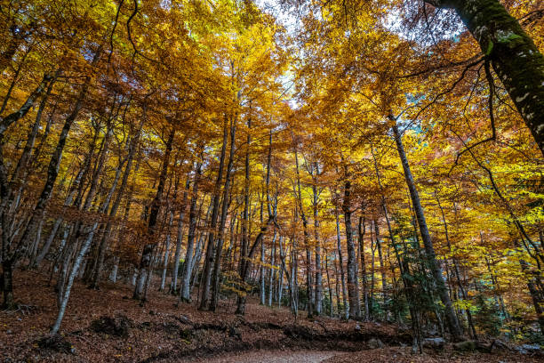 istock Colorful beech fall forest in Ordesa and Monte Perdido NP, Pyrenees, Aragon in Spain 1365515256