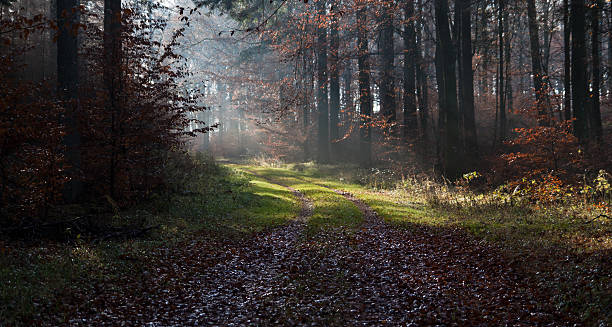 istock Autumn morning in Rold Skov Denmark 136551572
