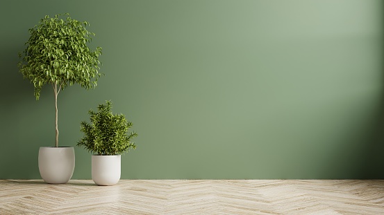 Green wall empty room with plants on a wooden floor.