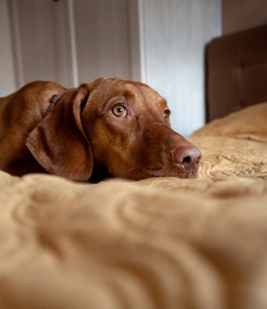 istock A redhaired dog is lying on the bed 1365516248