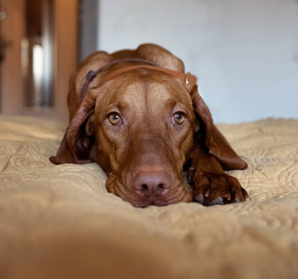 istock A redhaired dog is lying on the bed 1365516633
