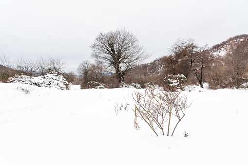 A straight trail in the snow in winter in Franche Comté