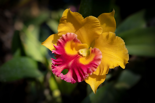 Primer plano de la orquídea Cattleya, Una gran flor amarilla y roja que florece sobre un fondo oscuro. photo