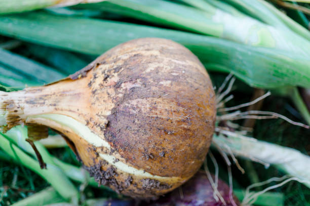 istock Close-Up of Yellow Onion with Roots Exposed 1365520739