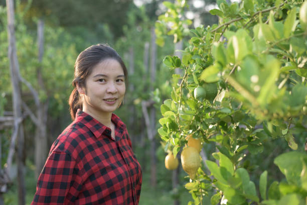 contadino asiatico sorridente alla fattoria di limoni biologici - close up women horizontal citrus fruit foto e immagini stock