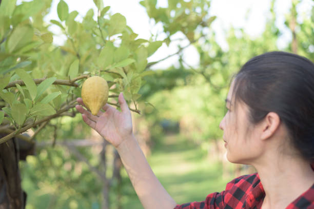 contadino irriconoscibile che raccoglie il limone fresco dall'albero - close up women horizontal citrus fruit foto e immagini stock