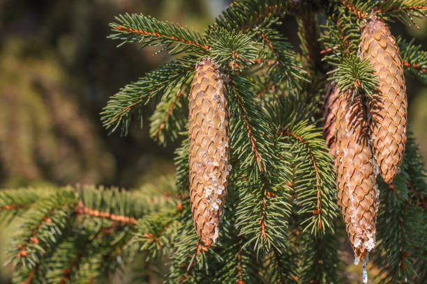 istock Spruce cones dripping with resin. 1365522179