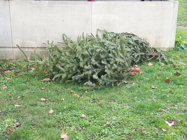 istock Christmas trees in bin after Christmas in january 1365522394