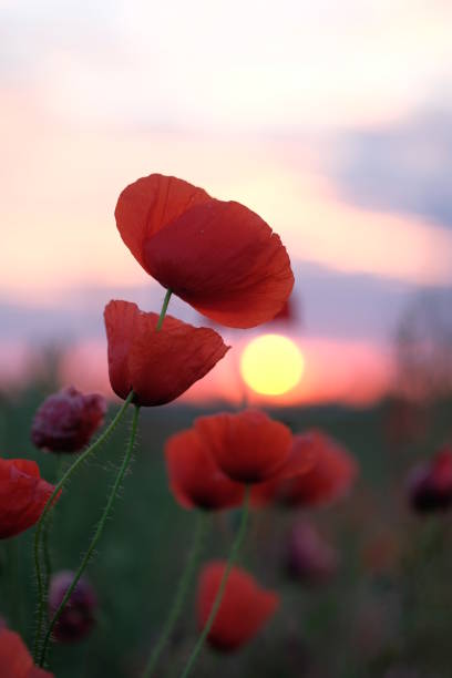 istock Poppies growing in the field at dawn 1365522432