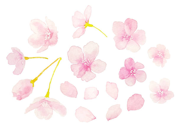 istock Watercolor illustration of cherry blossom 1365525313