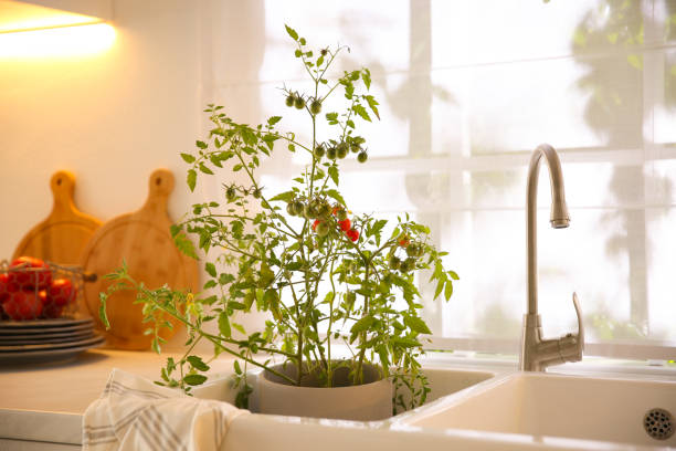 istock Potted tomato bush with ripening fruits in kitchen sink 1365530270