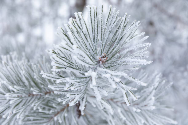 istock pine branch close-up on a frosty day 1365531617