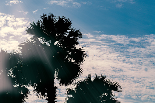 Beautiful silhouette of palm trees in summer, light lays and light beams, blue sky with cloudscape, blank space for text and design.