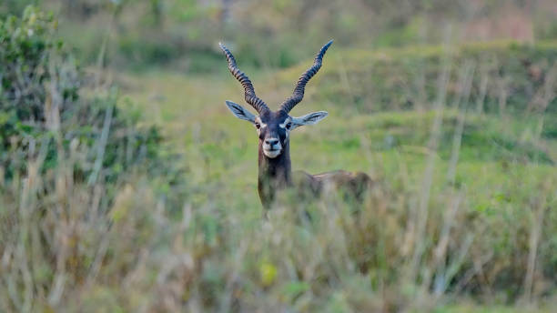 schwarzes buck - hirschziegenantilope stock-fotos und bilder