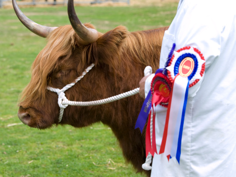 The Winning Highland Cow at an Agricultural Show