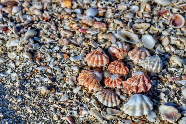 istock Shells on the beach at the coast of Southwest Florida 1365532997