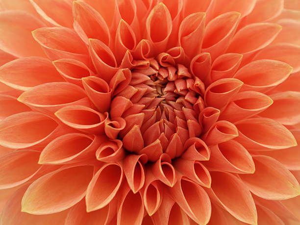 istock Orange Dahlia Flower Close Up 136553313