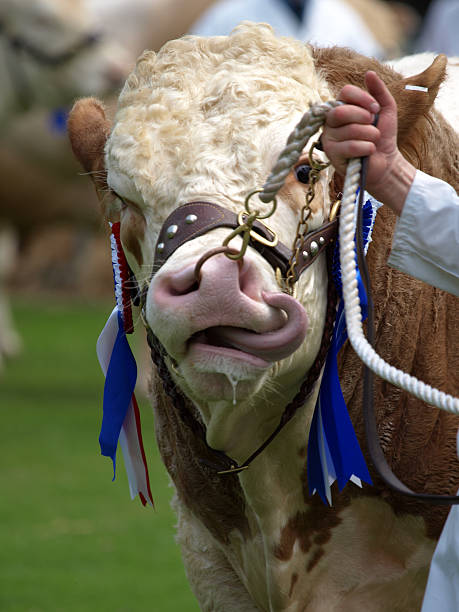 Close-up view of the ghost face of a young bull with an iron ring threaded through the animal's nostrils.