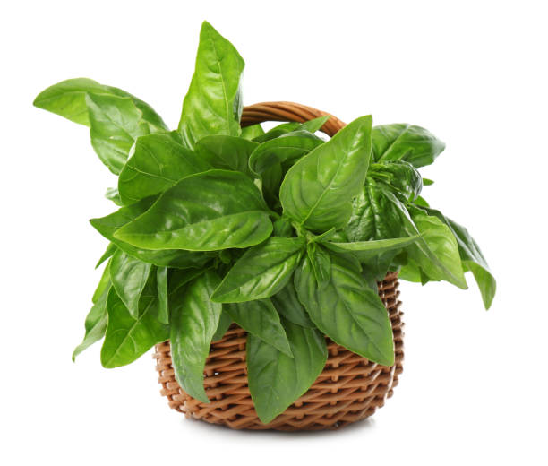 istock Lush green basil in wicker basket isolated on white 1365534338