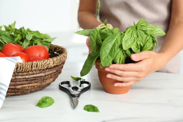 istock Woman picking fresh basil at white table in kitchen, closeup 1365534762