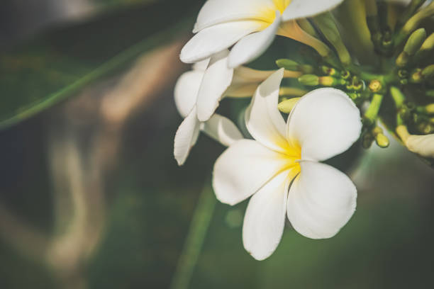 滑らかなボケの抽象的な背景を持つクローズアップ花のヴィンテージトーン。 - macro film summer plants nature ストックフォトと画像