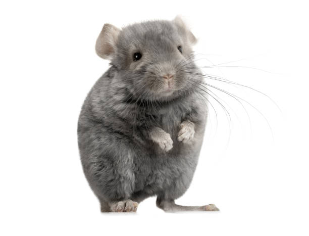 Small gray chinchilla over white Sweet two month old chinchilla stands on its hind legs isolated on a white background baby mice stock pictures, royalty-free photos & images